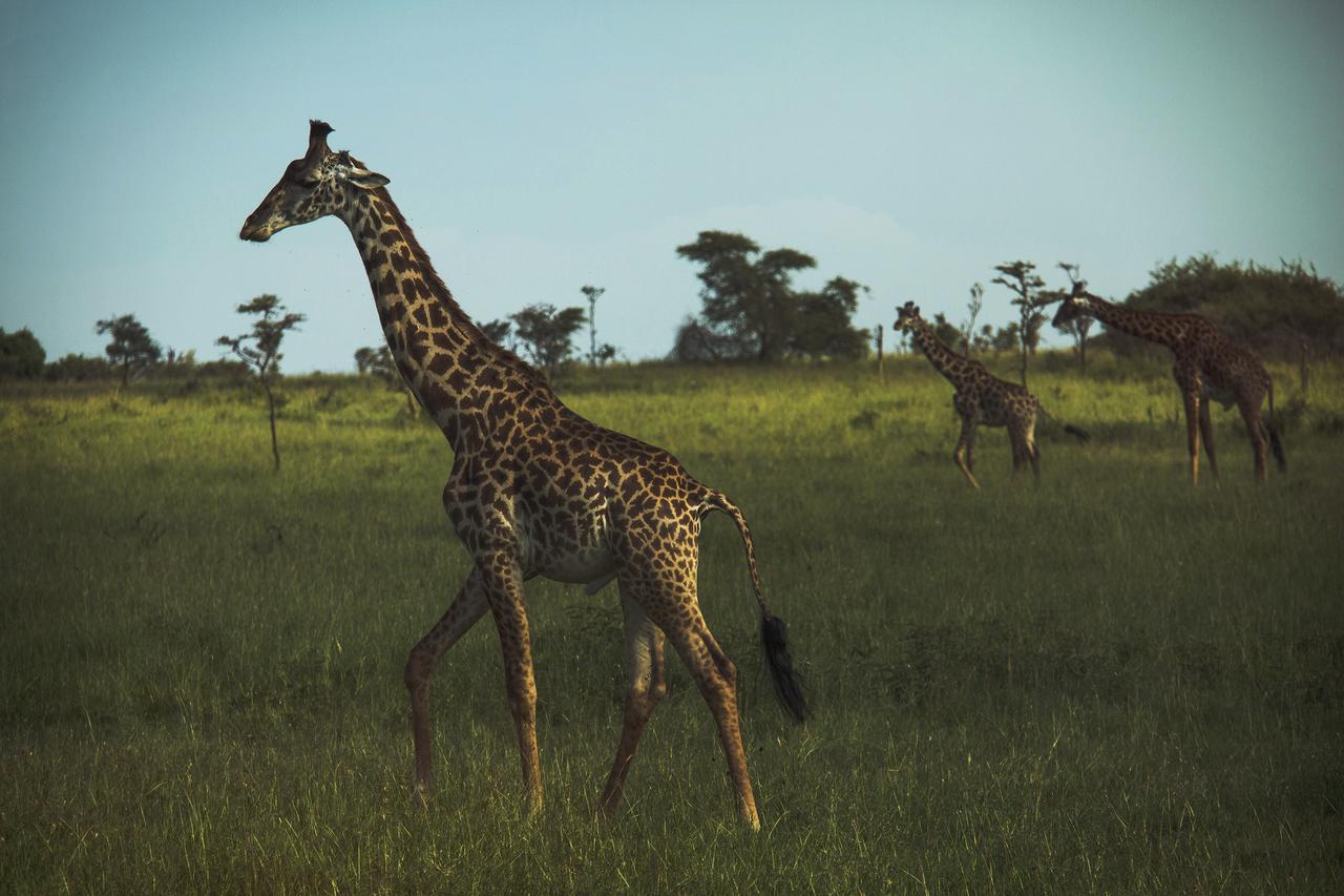 mikumi national park tanzania - giraffes