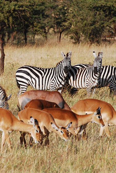 Zebra and deer on Tanzanian safari in Serengeti National Park