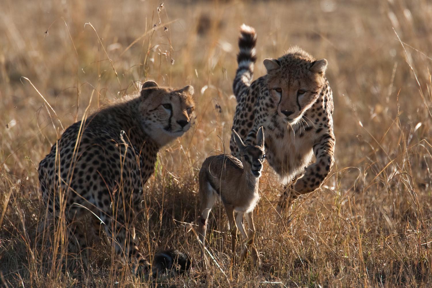 Wildlife within the Serengeti - Cheetah's hunting