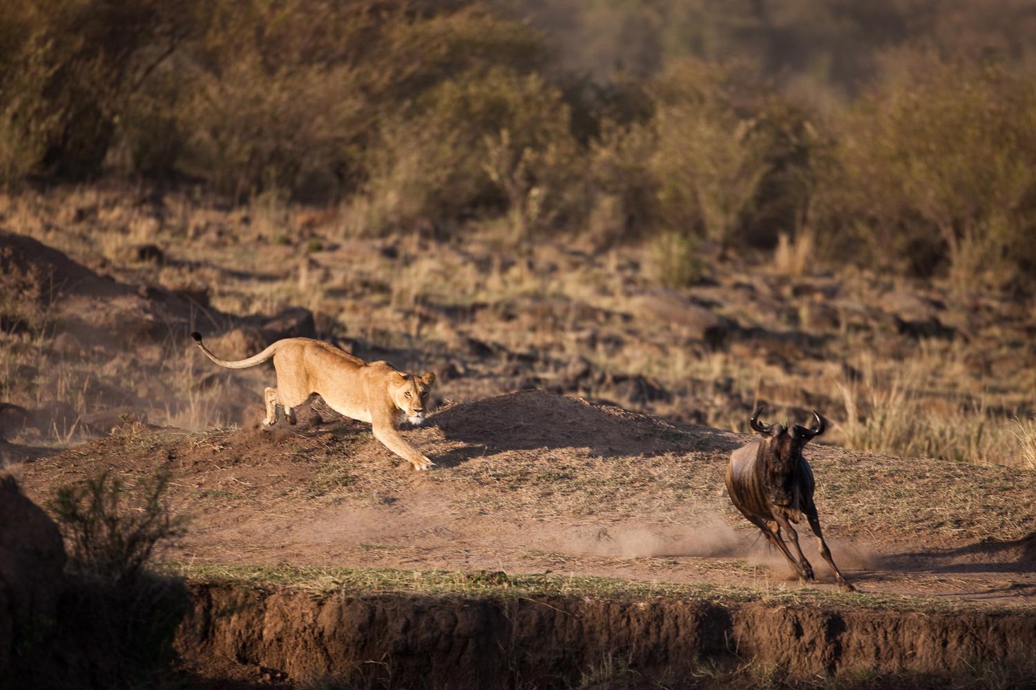 Katavi National Park - lion hunting wildbeest