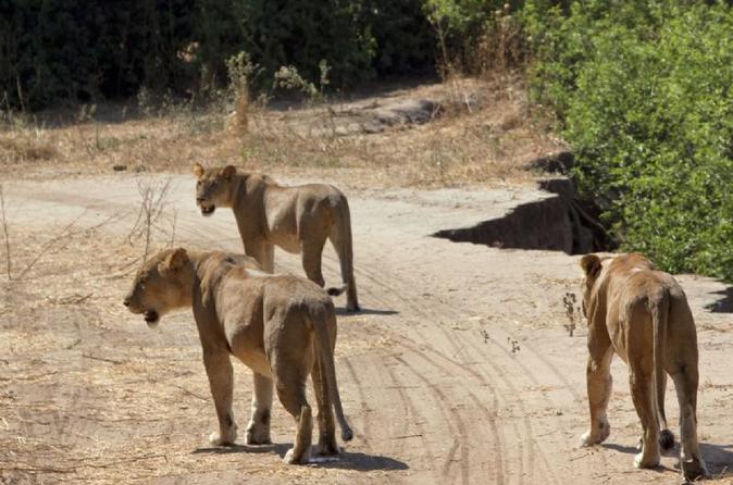 ruaha national park safari - lions free roaming