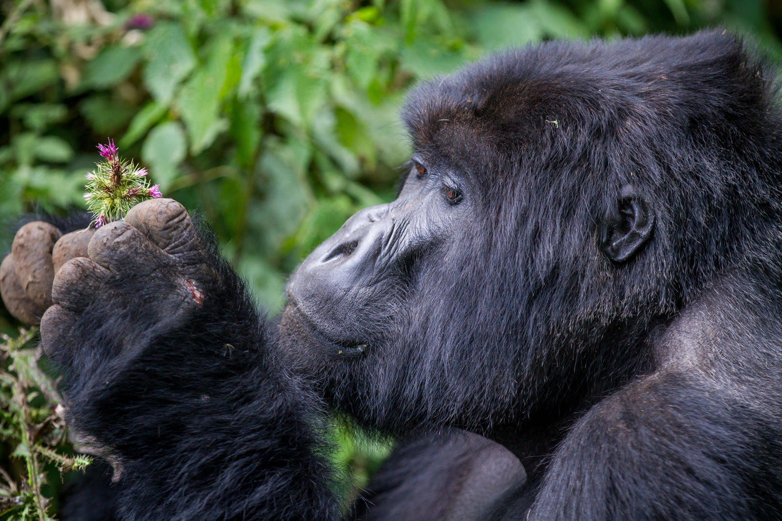 mahale mountains national park tanzania - gorilla 