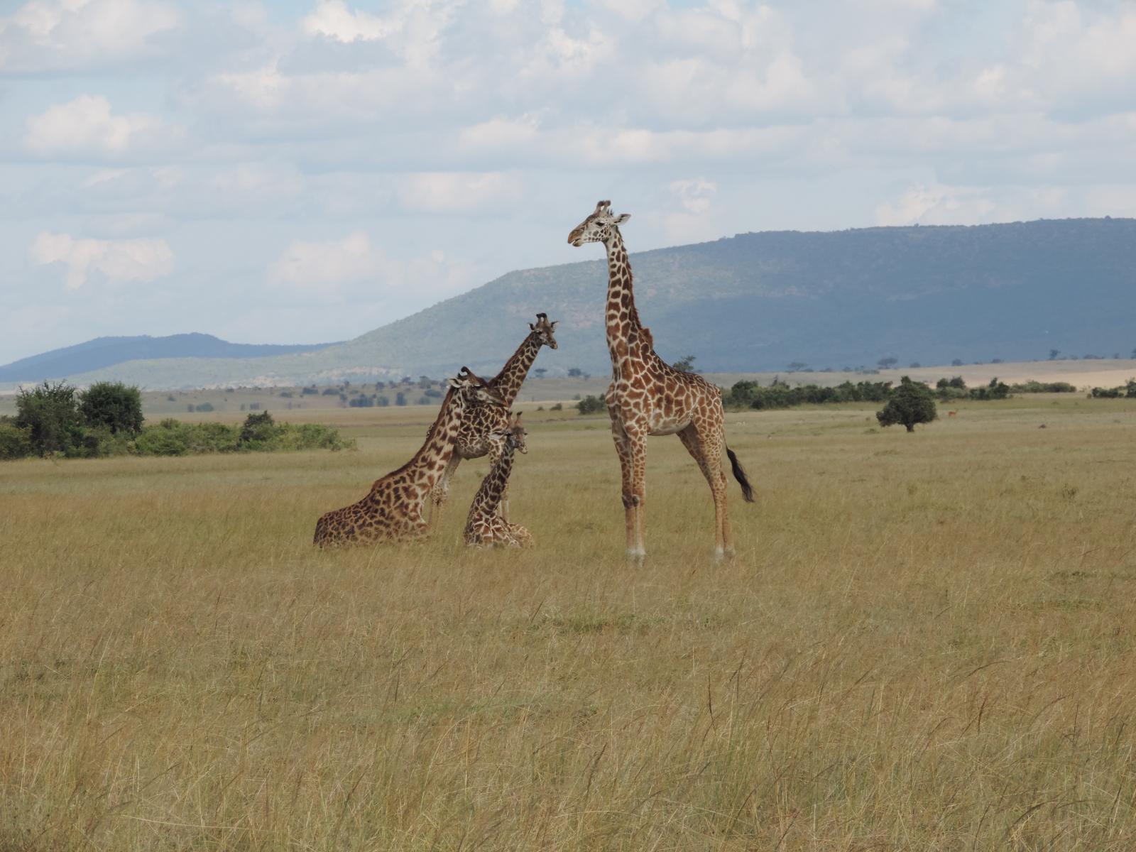 lake manyara tanzania - giraffes within nature