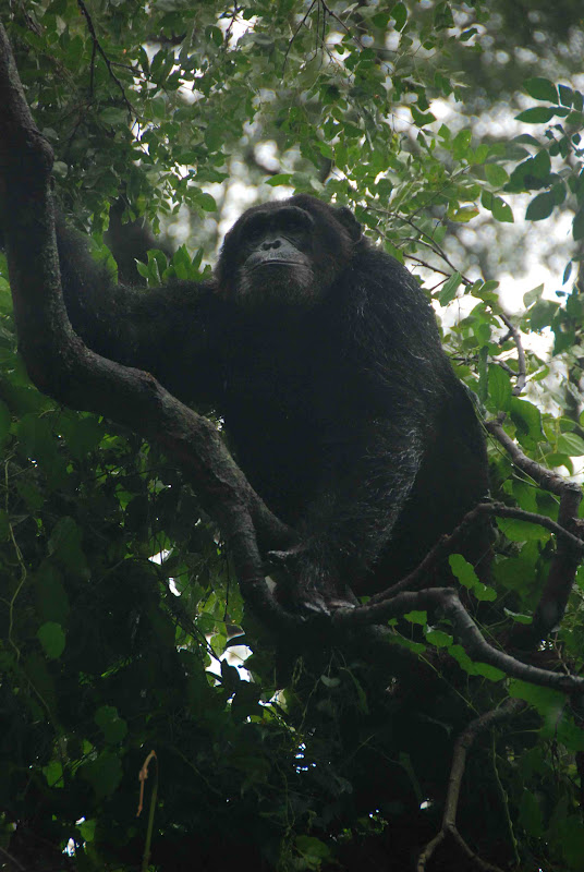 Gombe Stream National Park - chimpanzee in a tree