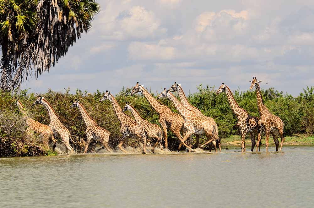 Selous Game Reserve - giraffes surrounding the Rufiji River