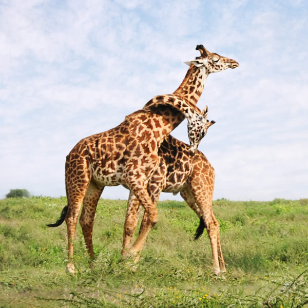 Mkomazi National Park WIldlife - Giraffes wrapped around each other