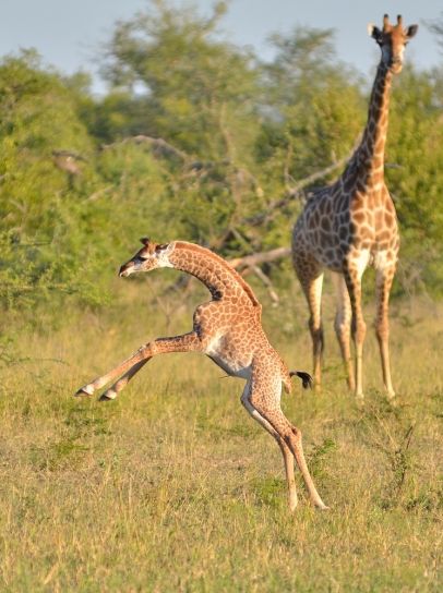 Arusha National Park Wildlife - Playful giraffes among nature