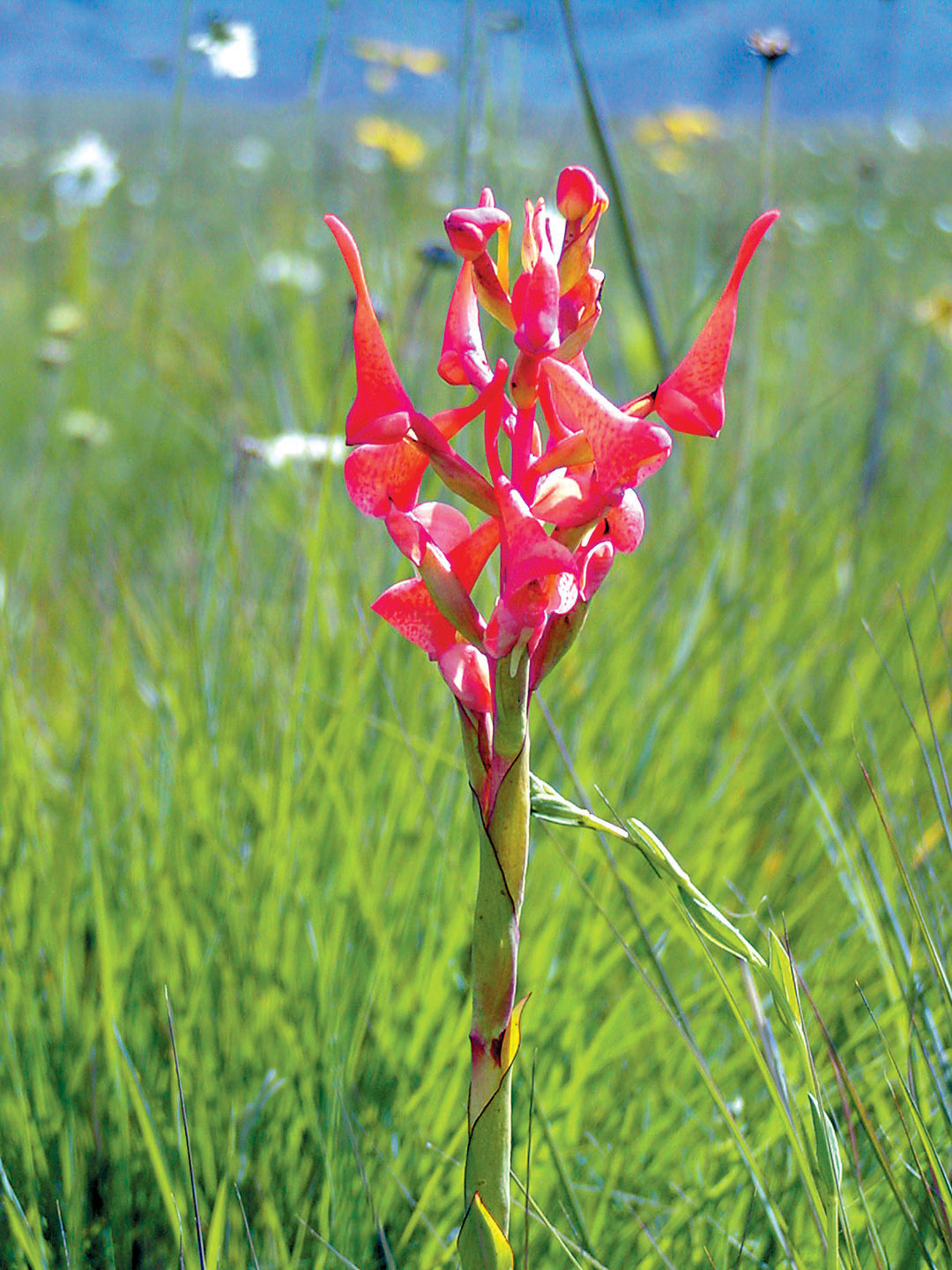 Kitulo National Park - wildflowers