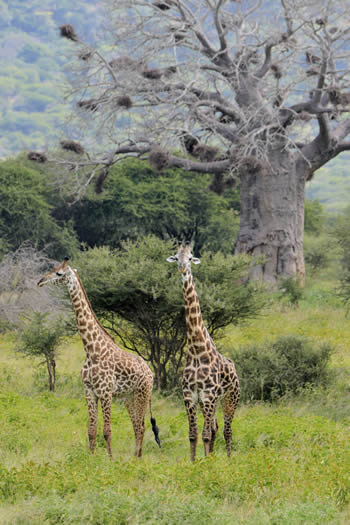 Giraffes in the Serengeti National Park, seen on a Tanzanian Safari