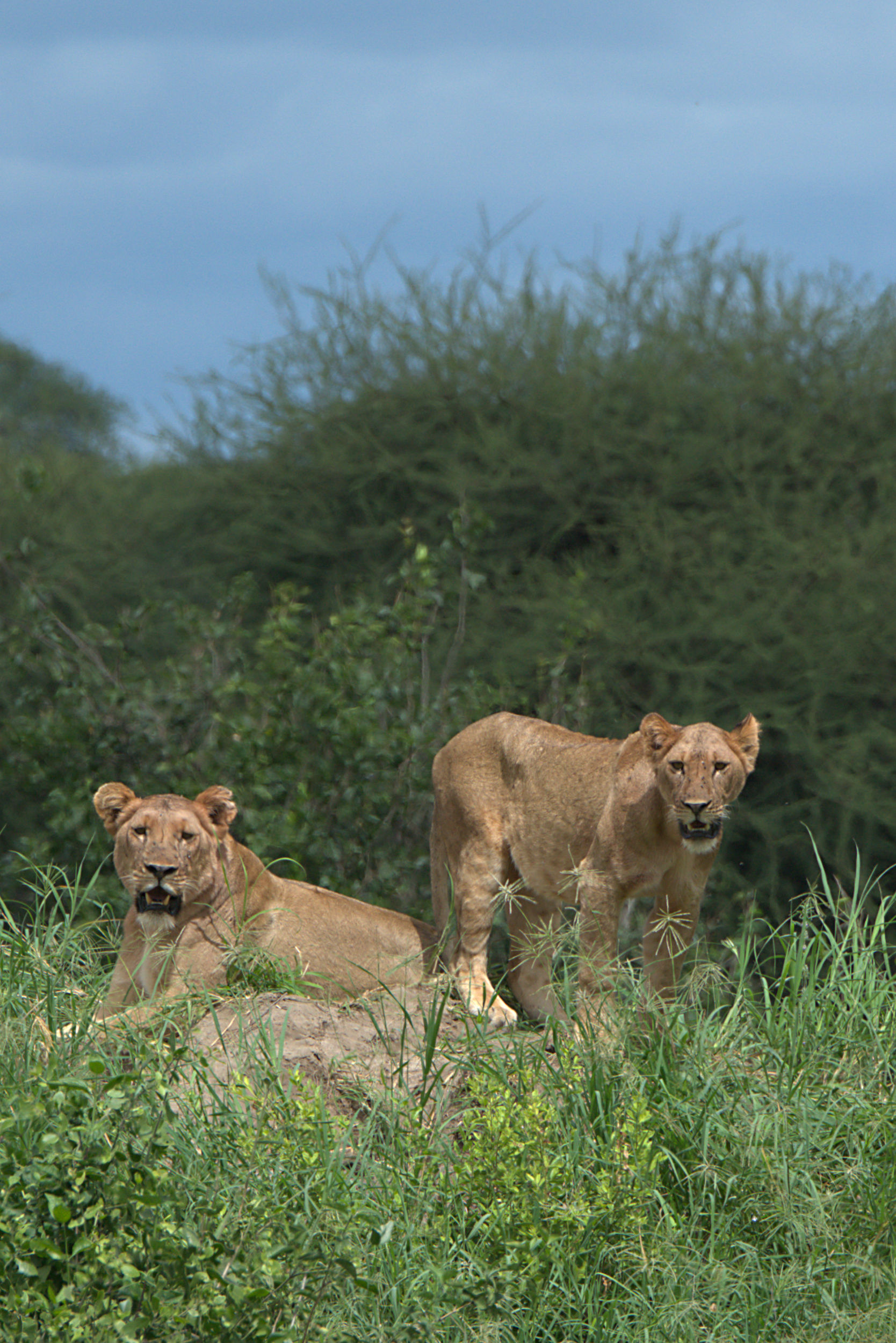 Female Lions within a Tanzanian National Park
