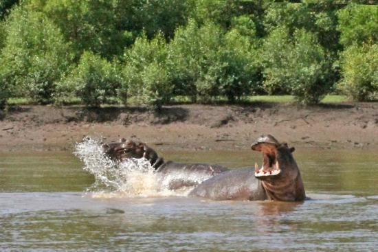 saadani national park - hippos fighting in water