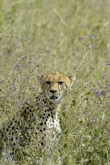 Cheetah spotted on a Tanzanian Safari