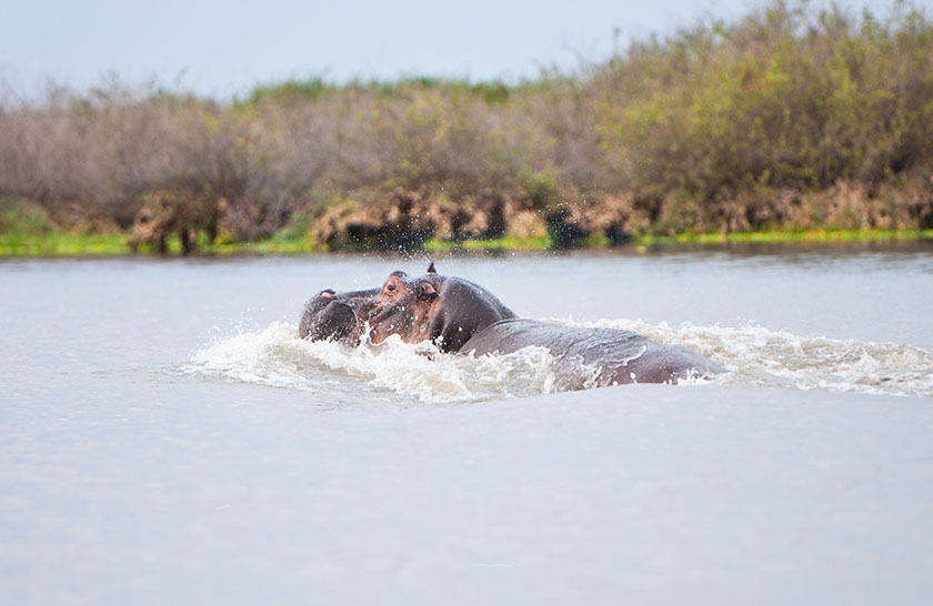 Selous Game Reserve - hippo in the Rufiji River